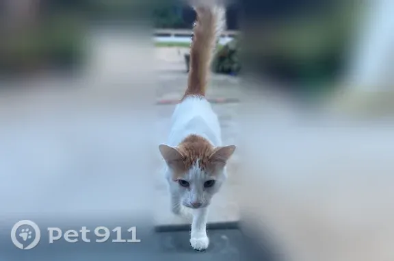Found cat Fayetteville, photo: Found cat, East Frontier Elm Drive, 2408, Fayetteville — sweet, cuddly male