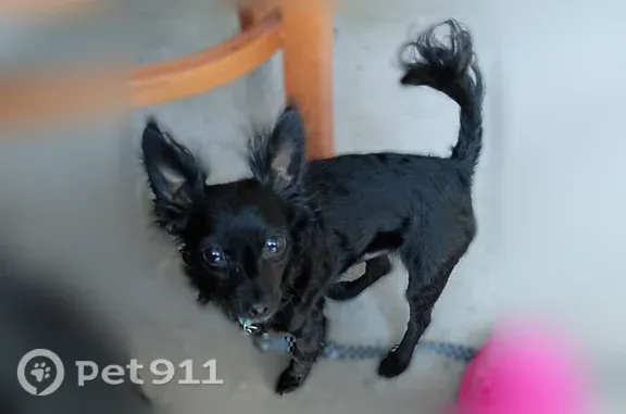 Missing dog Kent, photo: Lost dog, 132nd Avenue Southeast, 27333, Kent — female with a white spot on her chest