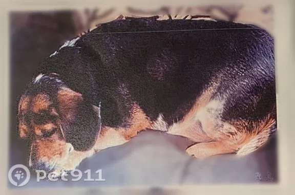 Lost female dog, Lyman Road, 1230, Chinquapin, Charlotte — short-legged beagle with a black, white and blue flecked collar - photo