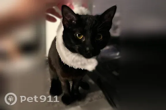 Lost cat, female, Genesis Road, 2045, Crossville, Chappaqua — black cat, no collar - photo
