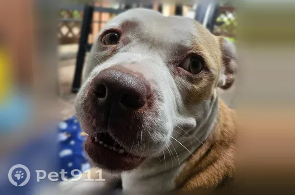 Found pets Savannah, photo: Found female dog, Bonnybridge Road, 338, Port Wentworth, Savannah