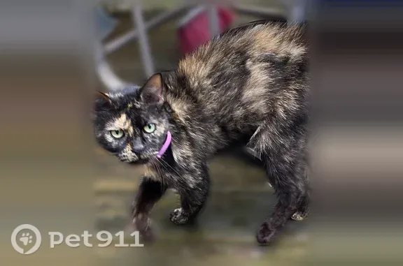 Found cat New Carlisle, photo: Found cat, Chicago Trail, 28530, New Carlisle, New Carlisle — female torti with a pink collar