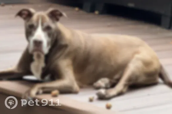 Found dog Doylestown, photo: Found dog, South Schultz Road, Pennsylvania, Doylestown — very sweet, may have had puppies