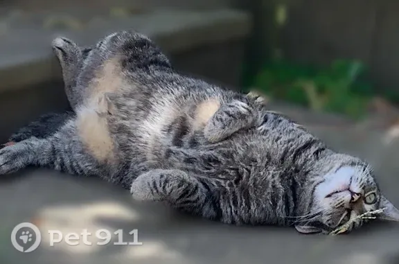 Lost male cat, Page Street, 768;770;772, San Francisco — shy 7-year-old tabby - photo