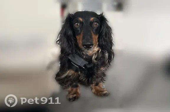 Lost dog, North Oak Creek Drive, 5181, Eagle Mountain — male long-haired dachshund - photo