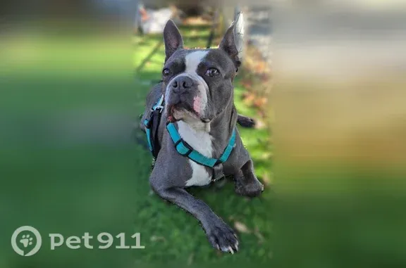 Lost dog, East Acacia Avenue, 2417, Fresno — male Boston terrier, dark gray and white - photo