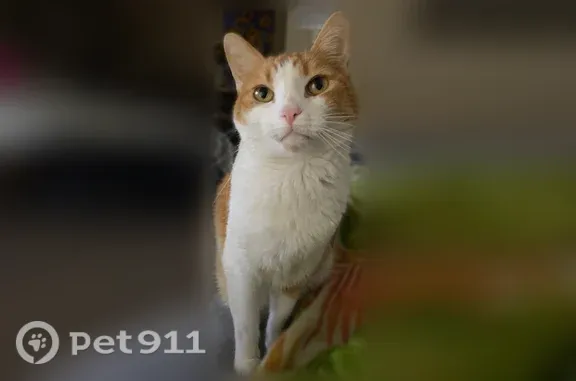 Lost male cat, American Drive, 3698, Colorado Springs - photo