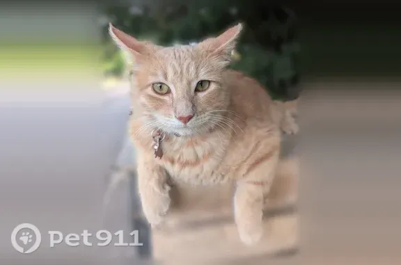 Lost pets Tempe, photo: Lost cat, Upper Valley Road, El Paso, Tempe — male with a slightly misshapen left ear