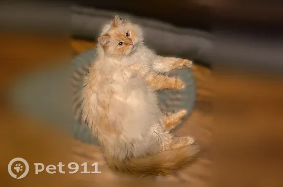 Lost male cat, Marmore Avenue, 3202, Parma, Cleveland — white and tan Himalayan - photo