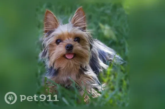 Lost dog, Eccles Street, 15905, Los Angeles — female with a tan/golden face - photo
