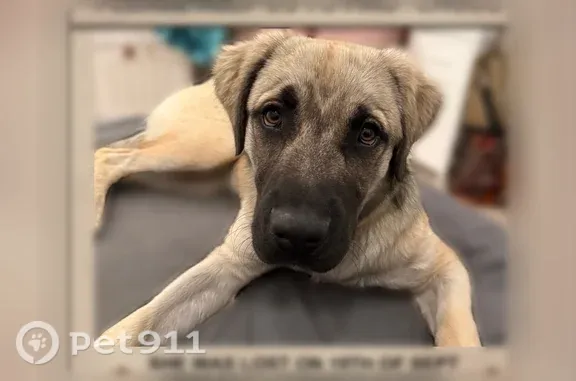 Lost dog, Garnet Lane, Lancaster — one-year-old female shepherd mix - photo
