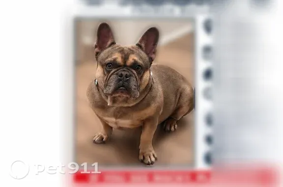 Lost dog, Justin Brent Circle, Alabama, Elkmont — male - photo