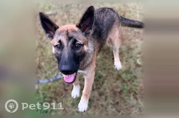 Found pets Northport, photo: Found dog, White Cedar Lane, 5498, Candlewood, Northport — female puppy with collar and rabies tag