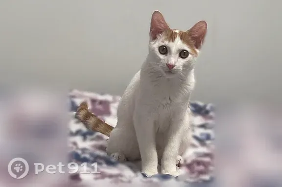 Lost male cat, 109th Avenue, 227-23, Manhattan — white and ginger coat - photo