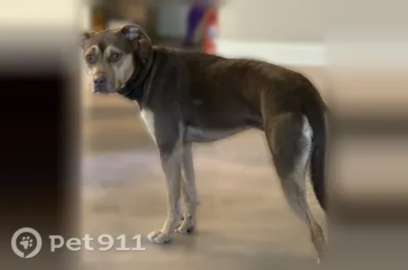 Lost dog, Vaughan Court, 10, Cartersville, Windsor — frightened and may bark - photo