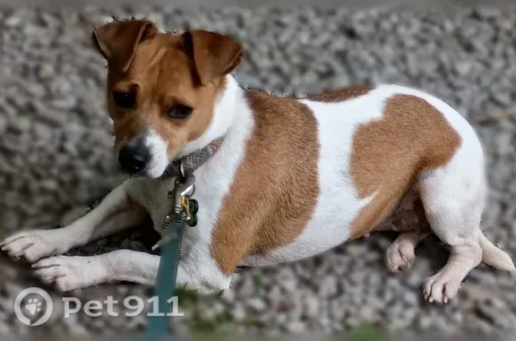 Lost dog, Phemister Road, 387, Carbondale — female white and tan Jack Russell - photo