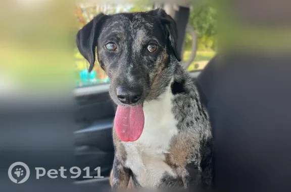 Found dog Marion, photo: Found female dog, Ponta Street, 720, Marion, Marion — calm and loving