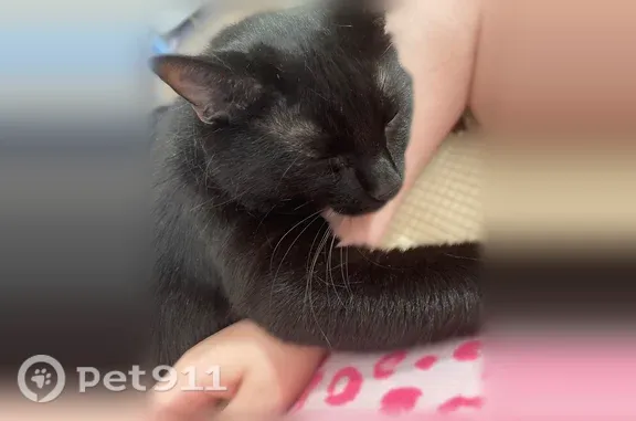 Missing cat Chicago, photo: Lost male cat, South Elder Lane, Decatur, Chicago — black with white spot on chest