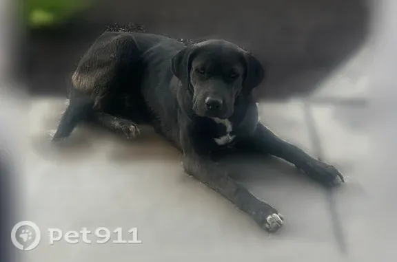 Found dog Kerman, photo: Found dog, North Modoc Avenue, 1465, Kerman — large black male with white chest