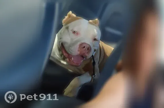 Lost dog, U.S. 192, 17445, Clermont — female red-nose pit bull - photo