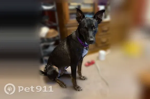 Lost dog, South 24th Street, 2103, Milwaukee — male with brown paws - photo