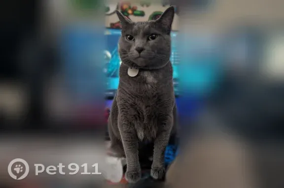 Lost cat, Spillway Circle, 9965, Memphis, Germantown — female, grey and skittish - photo