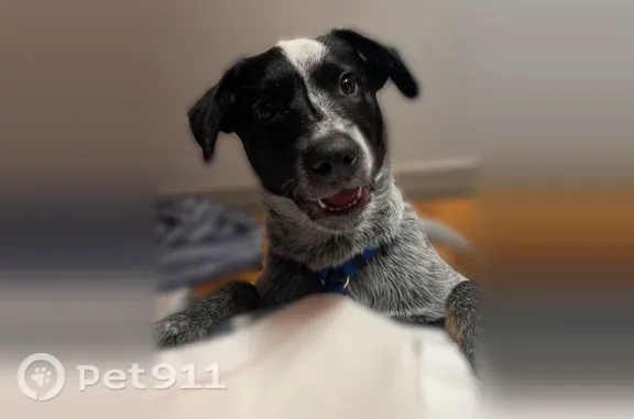 Lost male dog, Interstate 45 South, 820, Conroe, Houston — white facial blaze and black back spot - photo