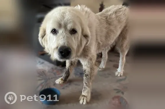 Found pets Tulsa, photo: Found dog, Tulsa — sweet male Great Pyrenees with huge paws