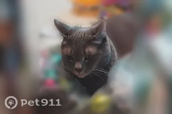 Lost male cat, Rhawn Street, 4501, Philadelphia — solid gray, indoor-only - photo