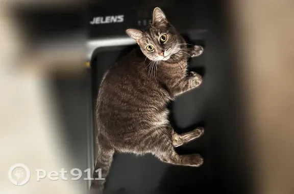 Lost cat, 66th Circle North, 9132, Minneapolis, Arlington — friendly female gray tabby - photo