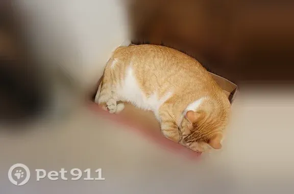 Missing cat St. Louis, photo: Lost cat, male, Perryville, Missouri, St. Louis — orange with white stripes