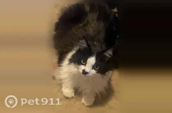Lost cat, female, East Main Street, 610, Medford, Hillsboro — black and white Maine Coon mix - photo