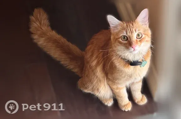 Lost cat, Watercress Drive, 4130, Johnstown — orange tabby with big eyes - photo
