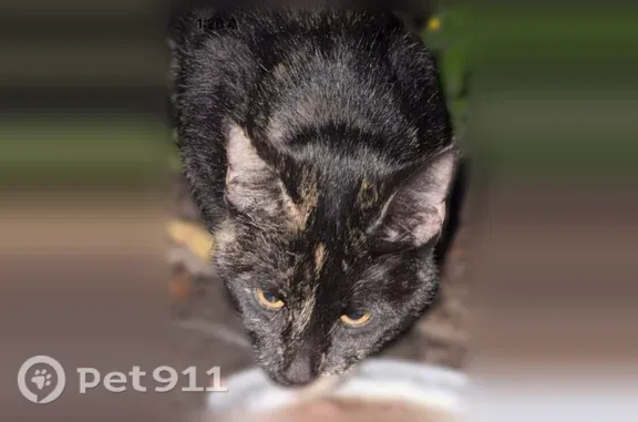 Found cat White Bear Lake, photo: Found female cat, County Road F East, 2501, White Bear Lake — black with calico markings