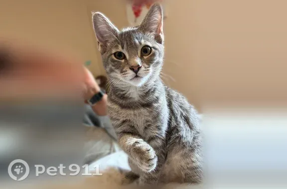 Lost cat, Ridge Street, 535, Fall River — female gray tabby - photo