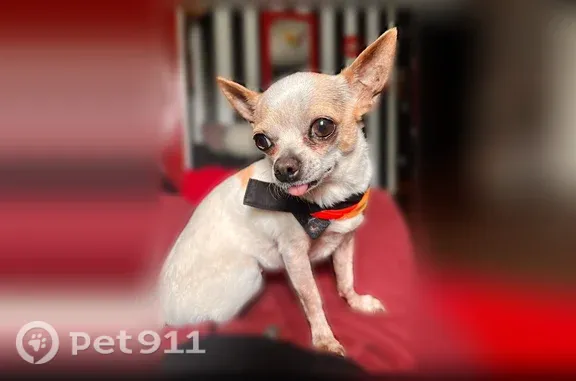 Lost female dog, White Dove Road, 2195, East Stroudsburg, Philadelphia — white with tan spots - photo