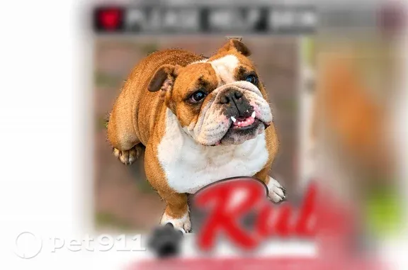 Lost female dog, Harrison Avenue, 6376, Hammond — friendly, not an outdoor dog - photo