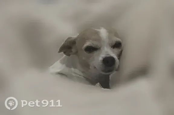 Lost dog, West Paraiso Drive, 18131, Surprise — female Chihuahua - photo