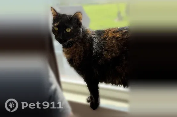 Lost cat, Northeast Spear Lane, Ankeny — female, declawed - photo