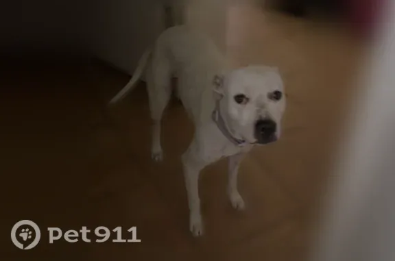Lost dog, East University Drive, 7165, Mesa — female white American bully with black spots - photo