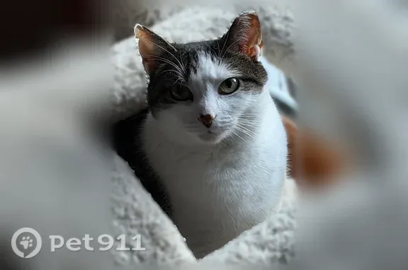 Lost cat, female, Ash Stoker Lane, 47, Horsham, Maple Glen — talkative and small - photo
