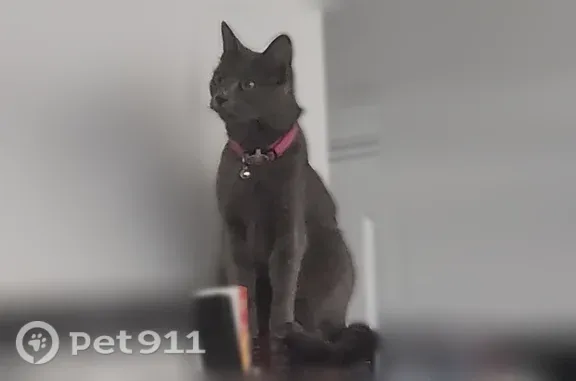 Lost cat, Piedmont, 1312, Temple, Temple — female with a hot pink collar - photo