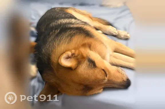 Lost dog, Missouri 12, 11115, Independence — friendly and responds to a sweet voice - photo