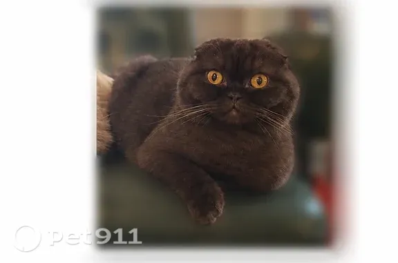Lost male cat, Ridgegreen Loop North, 1232, Lakeland — folded ears and a squished face - photo