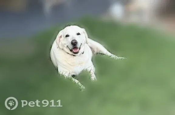 Lost dog, Hardwick Street, 6406, Corpus Christi — friendly white male lab - photo