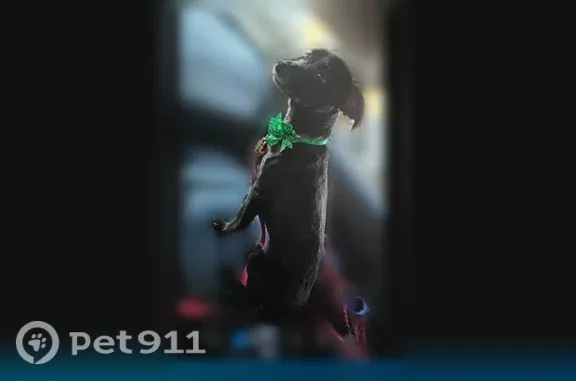 Lost dog, Dennis Road, 11661, Dallas — male, small and black with a red collar - photo