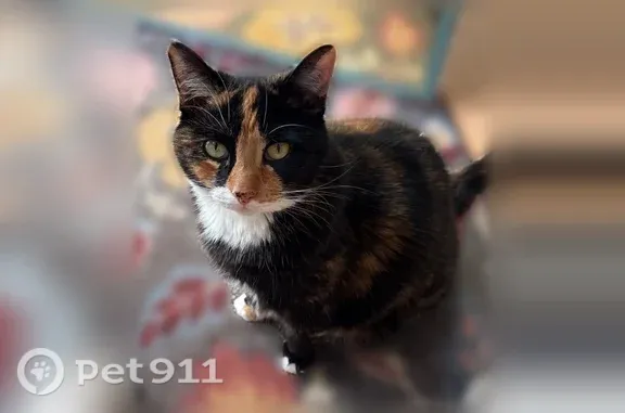 Lost pets Leesburg, photo: Lost cat, Pacoval Place, Cary, Leesburg — 9-year-old spayed female