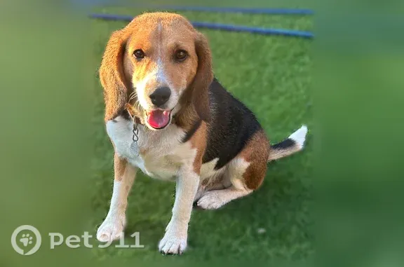 Lost pets Sparks, photo: Lost male dog, Knightsbridge Drive, 12490, Horizon City, El Paso — red collar with his name