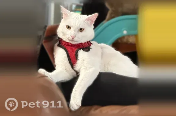 Lost pets Salt Lake City, photo: Lost male cat, Granite Way, 604, Boise, Salt Lake City — white, no harness