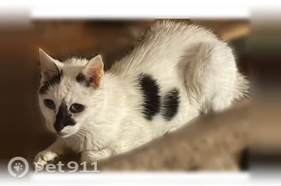 Lost cat, Fingerboard Road, 25, Staten Island — 17-year-old female with black markings - photo